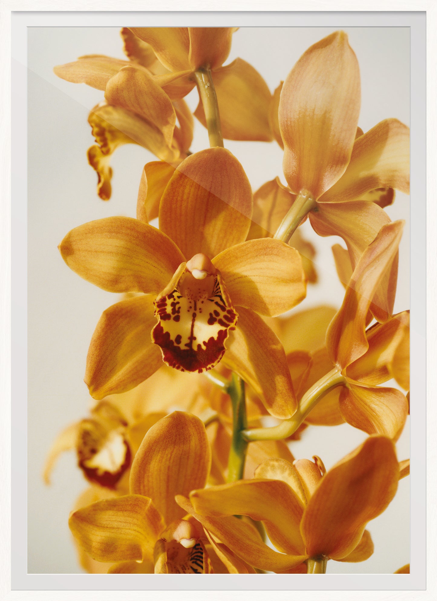 Vitali Gelwich – Orange